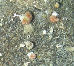 Desmophyllum dianthus