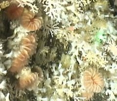 Desmophyllum dianthus