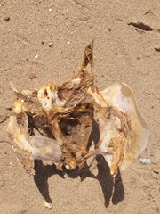 Scombrinae