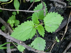 Laportea alatipes