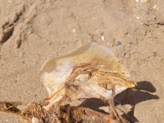 Scombrinae