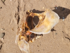 Scombrinae