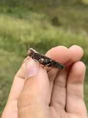 Arphia pseudonietana