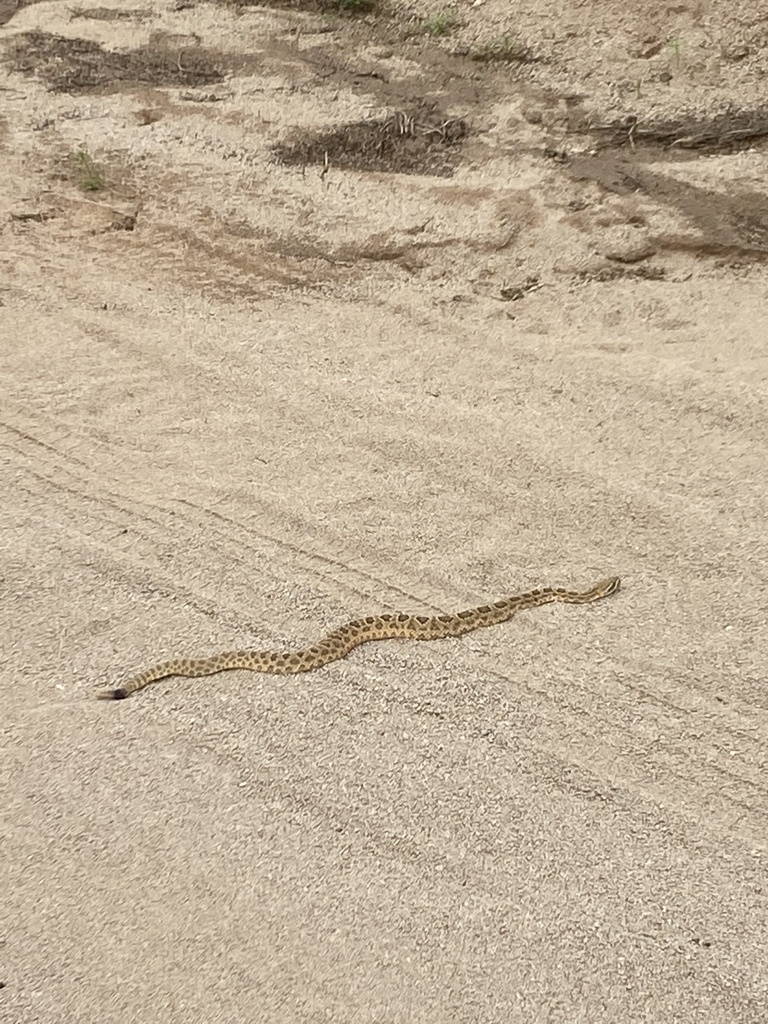 Prairie Rattlesnake from Diamante Ct, Las Cruces, NM, US on August 19 ...