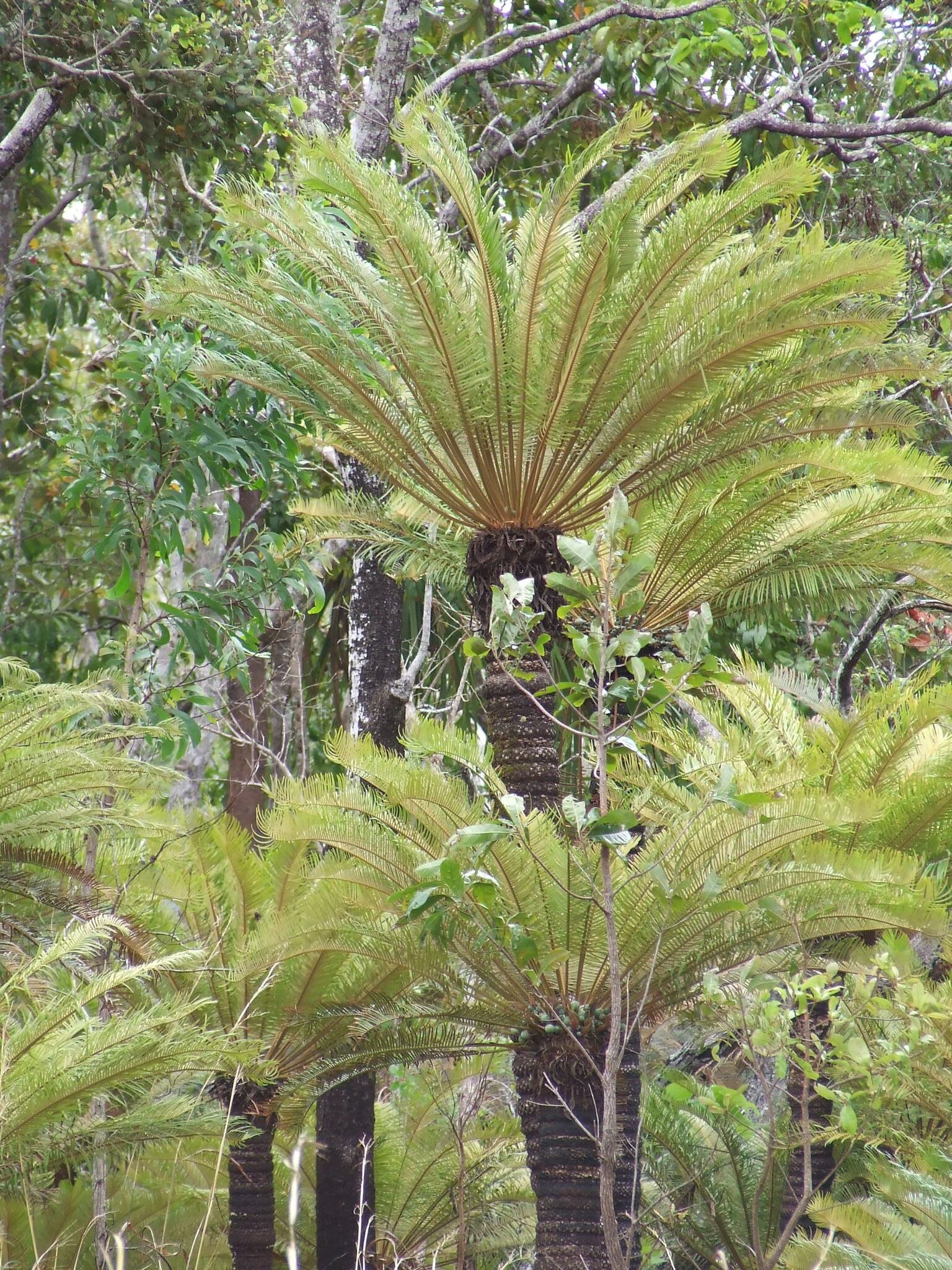 Cycas semota