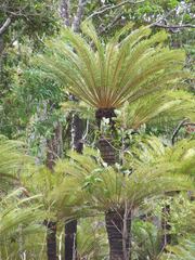 Cycas semota