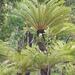 Cycas semota - Photo (c) Matt Campbell, some rights reserved (CC BY-NC), uploaded by Matt Campbell