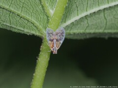 Bothriocera maculata