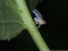 Bothriocera maculata