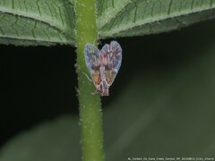 Bothriocera maculata
