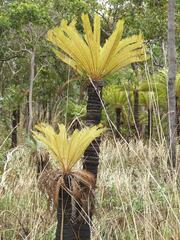 Cycas semota