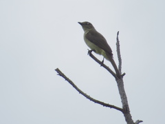 Andropadus importunus