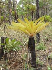 Cycas semota