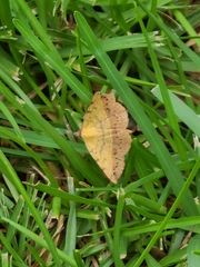 Hemeroplanis scopulepes