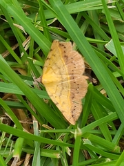 Hemeroplanis scopulepes