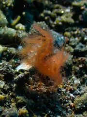 Phycocaris simulans