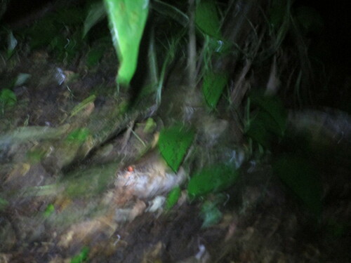 Savage's Thin-toed Frog, Costanera Sur, Guapil, Provincia de Puntarenas, Savegre, Costa Rica, photo 8 of 10
