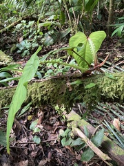 Philodendron ernestii
