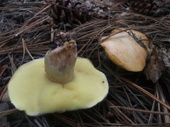 Suillus occidentalis