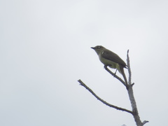 Andropadus importunus