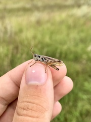 Melanoplus confusus