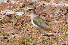 Vanellus resplendens