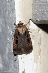 Pseudohermonassa tenuicula