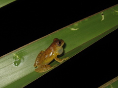 Dendropsophus xapuriensis