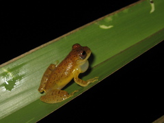 Dendropsophus xapuriensis