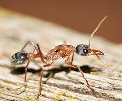Black-headed Bull Ant (Myrmecia nigriceps) · iNaturalist