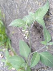 Solanum villosum