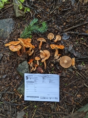 Lactarius hepaticus