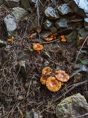 Lactarius hepaticus