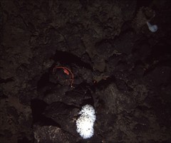 Callistephanus simplex