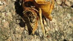 Cryptachaea rupicola