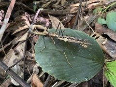 Pseudophasma bispinosum
