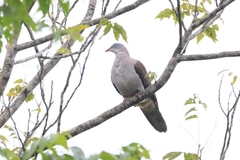 Ducula badia