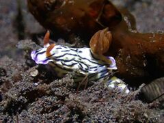 Hypselodoris zephyra
