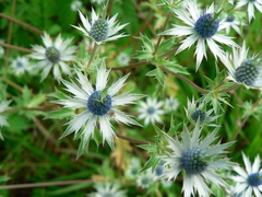 Eryngium beecheyanum