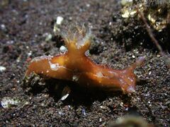 Plocamopherus pecoso