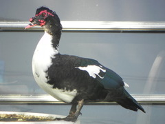Cairina moschata domestica