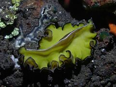 Pseudobiceros flowersi