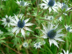 Eryngium beecheyanum