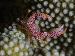 Trapezia rufopunctata