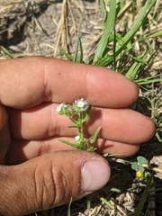 Cryptantha clevelandii
