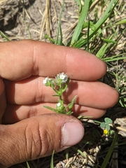 Cryptantha clevelandii