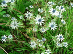 Eryngium beecheyanum