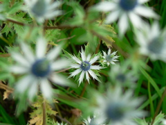 Eryngium beecheyanum