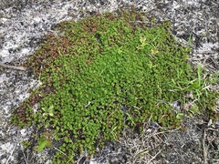 Pyxidanthera barbulata