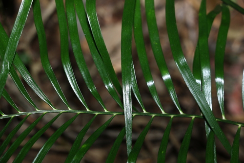 Image of Macrozamia lucida by (c) Greg Tasney, some rights reserved (CC BY-SA)